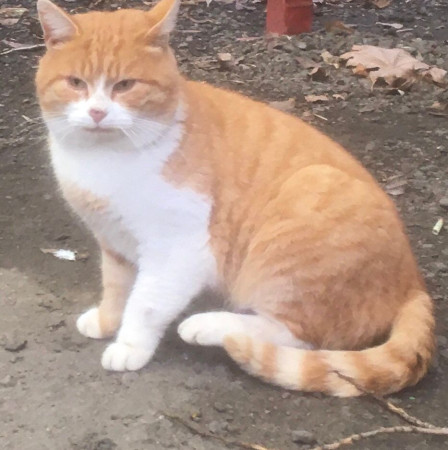 Ласкучему, доброму, молодому Рыжуле срочно нужен  дом. В дар!, Рыжий с белым, Царицыно, Кот в добрые руки