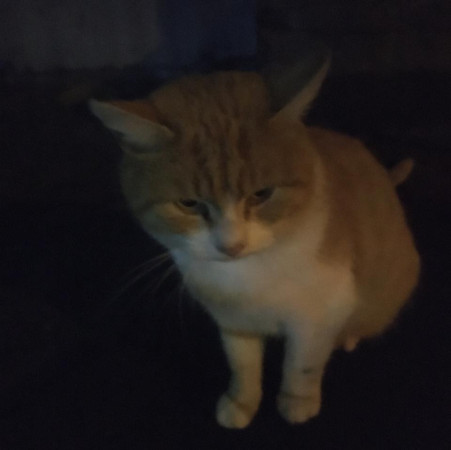 Ласкучему, доброму, молодому Рыжуле срочно нужен  дом. В дар!, Рыжий с белым, Царицыно, Кот в добрые руки