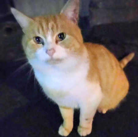 Ласкучему, доброму, молодому Рыжуле срочно нужен  дом. В дар!, Рыжий с белым, Царицыно, Кот в добрые руки