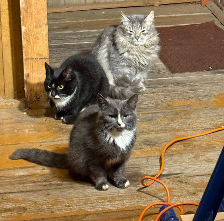 3 котятам из СНТ нужен дом. В дар!, котенок 2 месяца