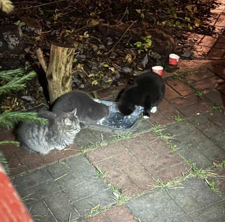 3 котятам из СНТ нужен дом. В дар!, котенок 2 месяца