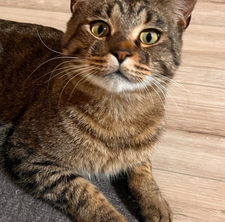 Котик Мурзик, метис мейн-куна, ищет дом. В дар! , Тигровый, ВДНХ, Кот в добрые руки