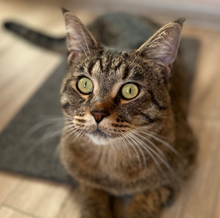 Котик Мурзик, метис мейн-куна, ищет дом. В дар! , Тигровый, ВДНХ, Кот в добрые руки