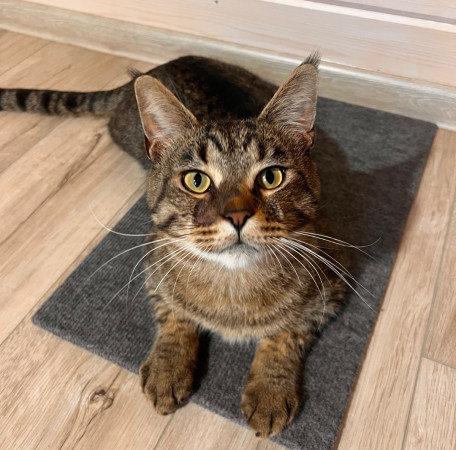 Котик Мурзик, метис мейн-куна, ищет дом. В дар! , Тигровый, ВДНХ, Кот в добрые руки