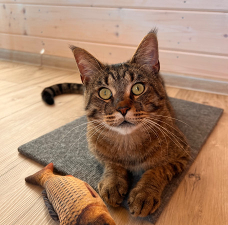 Котик Мурзик, метис мейн-куна, ищет дом. В дар! , Тигровый, ВДНХ, Кот в добрые руки