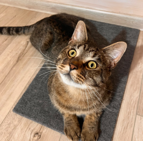 Котик Мурзик, метис мейн-куна, ищет дом. В дар! , Тигровый, ВДНХ, Кот в добрые руки