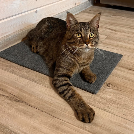 Котик Мурзик, метис мейн-куна, ищет дом. В дар! , Тигровый, ВДНХ, Кот в добрые руки