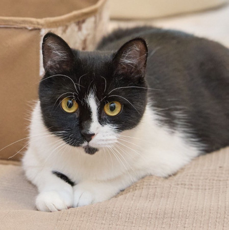 Кошечка Глаша ищет дом , Черный с белым, Фрунзенская, Кошка в хорошие руки