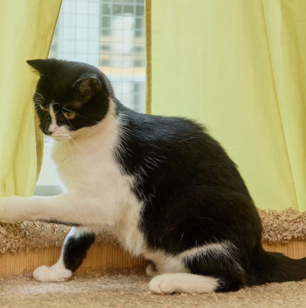 Кошечка Глаша ищет дом , Черный с белым, Фрунзенская, Кошка в хорошие руки