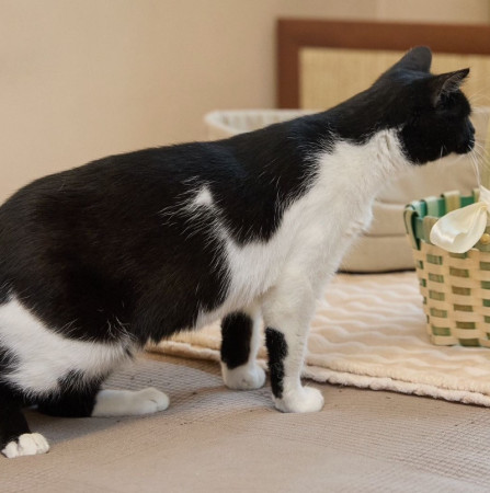 Кошечка Глаша ищет дом , Черный с белым, Фрунзенская, Кошка в хорошие руки