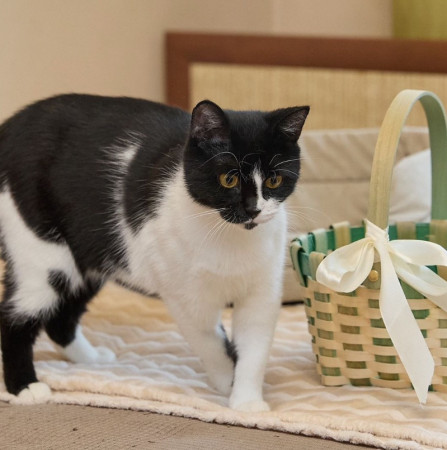 Кошечка Глаша ищет дом , Черный с белым, Фрунзенская, Кошка в хорошие руки