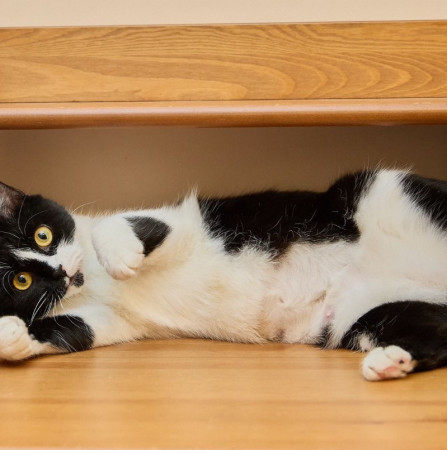 Кошечка Глаша ищет дом , Черный с белым, Фрунзенская, Кошка в хорошие руки