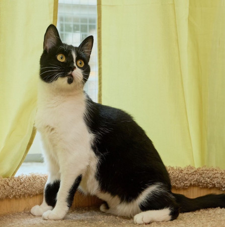 Кошечка Глаша ищет дом , Черный с белым, Фрунзенская, Кошка в хорошие руки