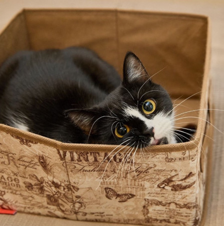 Кошечка Глаша ищет дом , Черный с белым, Фрунзенская, Кошка в хорошие руки