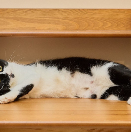 Кошечка Глаша ищет дом , Черный с белым, Фрунзенская, Кошка в хорошие руки