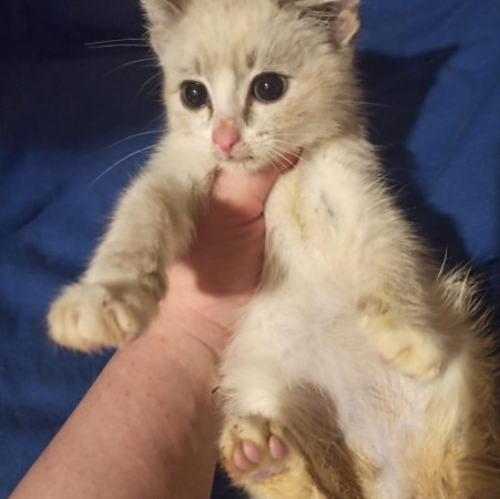 Котенок Снежок ищет дом , котенок 3 месяца