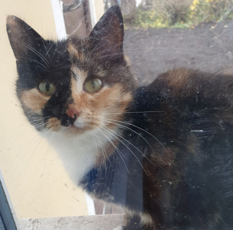 Трехцветная малышка, брошенная на дачах, ищет дом! В дар!, котенок 6 месяцев