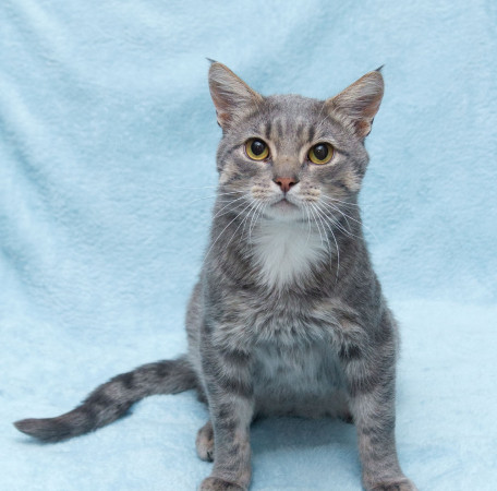 Пушок ждет свою семью! В дар!, Серый, Солнцево, Кот в добрые руки