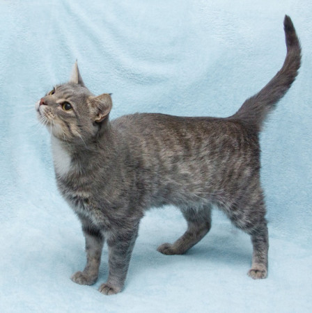 Пушок ждет свою семью! В дар!, Серый, Солнцево, Кот в добрые руки