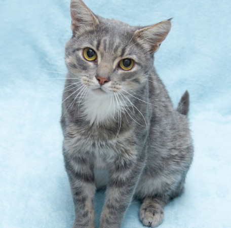 Пушок ждет свою семью! В дар!, Серый, Солнцево, Кот в добрые руки