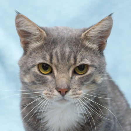 Пушок ждет свою семью! В дар!, Серый, Солнцево, Кот в добрые руки