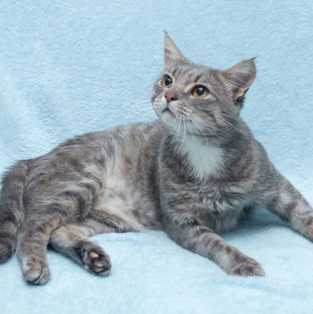 Пушок ждет свою семью! В дар!, Серый, Солнцево, Кот в добрые руки