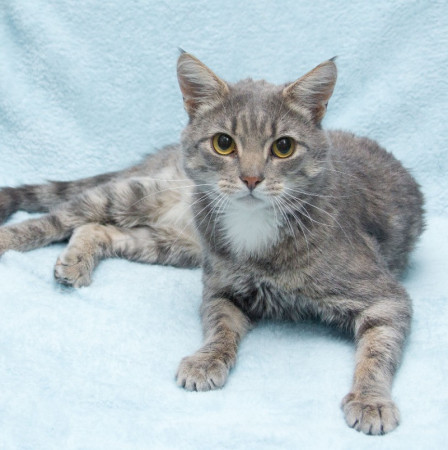 Пушок ждет свою семью! В дар!, Серый, Солнцево, Кот в добрые руки