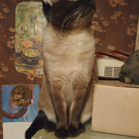 Сиамский котик ищет дом. Сиамский, Орехово, кот в хорошие руки. В добрые руки! , Двухцветный, Орехово, Кот в добрые руки