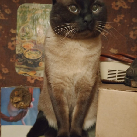 Сиамский котик ищет дом. Сиамский, Орехово, кот в хорошие руки. В добрые руки! , Двухцветный, Орехово, Кот в добрые руки