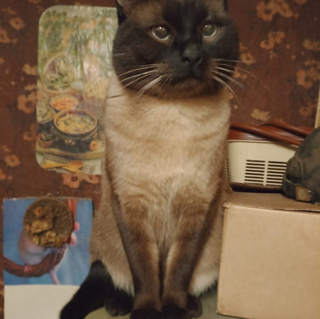 Сиамский котик ищет дом. Сиамский, Орехово, кот в хорошие руки. В добрые руки! , Двухцветный, Орехово, Кот в добрые руки