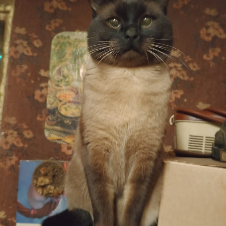 Сиамский котик ищет дом. Сиамский, Орехово, кот в хорошие руки. В добрые руки! , Двухцветный, Орехово, Кот в добрые руки