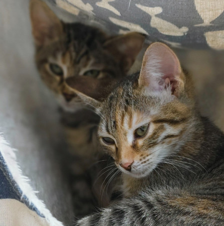 Люсенька- котенок 3 месяца, в дар, котенок 3 месяца