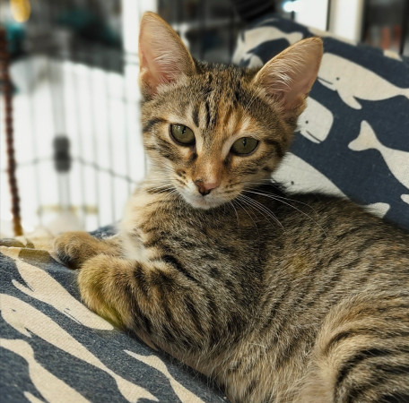 Люсенька- котенок 3 месяца, в дар, котенок 3 месяца