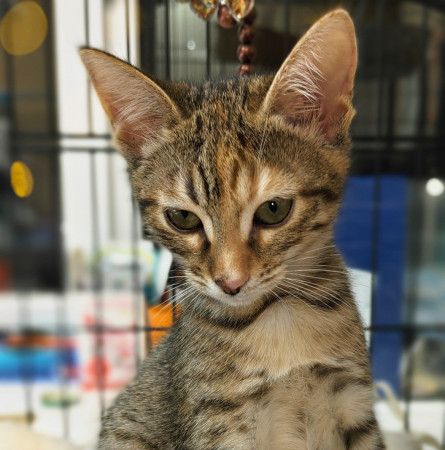 Люсенька- котенок 3 месяца, в дар, котенок 3 месяца