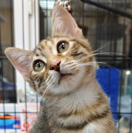 Люсенька- котенок 3 месяца, в дар, котенок 3 месяца