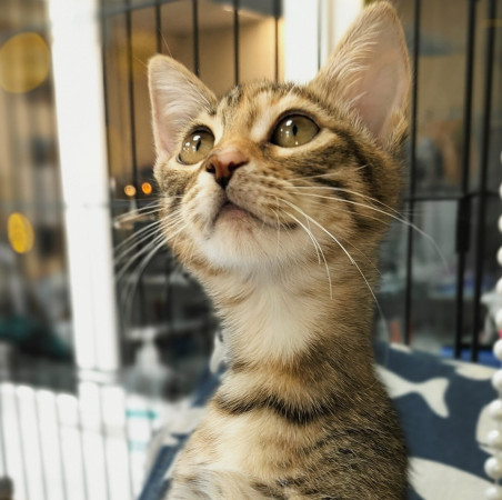 Люсенька- котенок 3 месяца, в дар, котенок 3 месяца