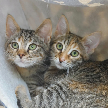 Люсенька- котенок 3 месяца, в дар, котенок 3 месяца