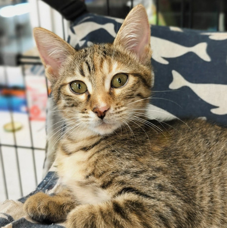 Люсенька- котенок 3 месяца, в дар, котенок 3 месяца