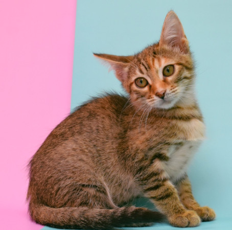 Люсенька- котенок 3 месяца, в дар, котенок 3 месяца