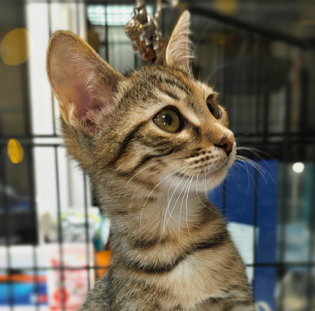 Люсенька- котенок 3 месяца, в дар, котенок 3 месяца