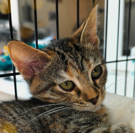 Маргоша- котенок 3 месяца, в дар, котенок 3 месяца