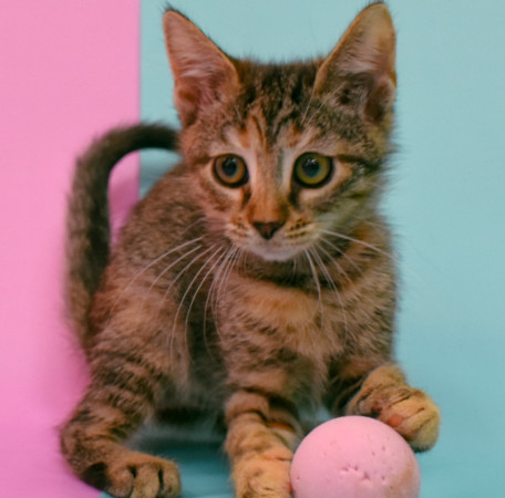 Маргоша- котенок 3 месяца, в дар, котенок 3 месяца