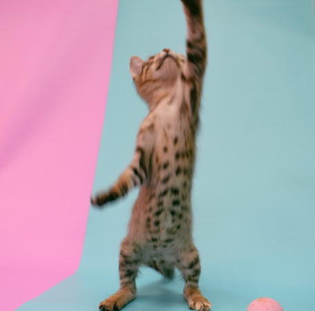 Маргоша- котенок 3 месяца, в дар, котенок 3 месяца