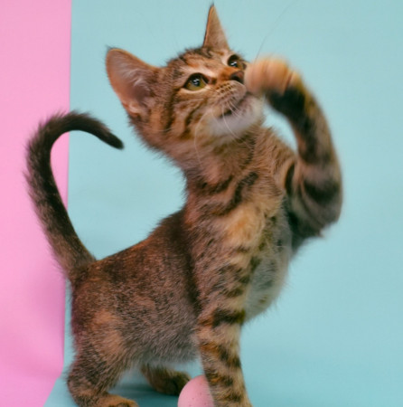 Маргоша- котенок 3 месяца, в дар, котенок 3 месяца