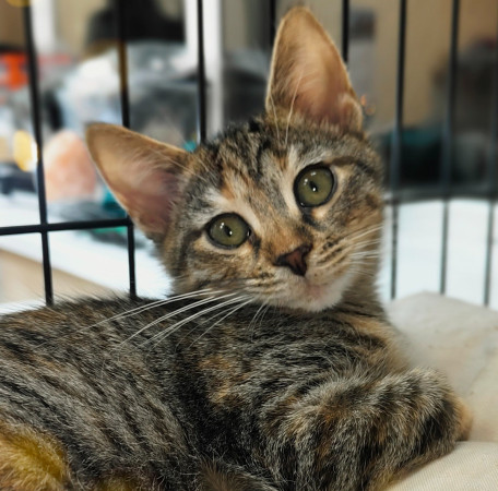 Маргоша- котенок 3 месяца, в дар, котенок 3 месяца