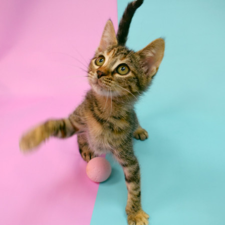 Маргоша- котенок 3 месяца, в дар, котенок 3 месяца