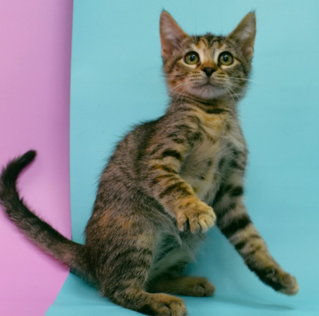 Маргоша- котенок 3 месяца, в дар, котенок 3 месяца