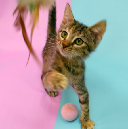 Маргоша- котенок 3 месяца, в дар, котенок 3 месяца