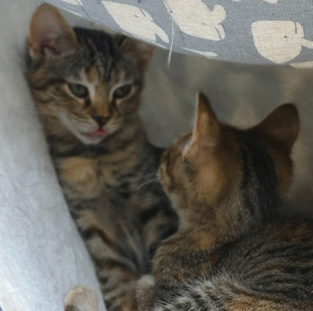 Маргоша- котенок 3 месяца, в дар, котенок 3 месяца