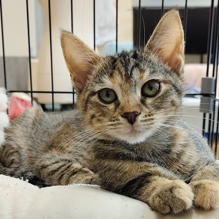 Маргоша- котенок 3 месяца, в дар, котенок 3 месяца